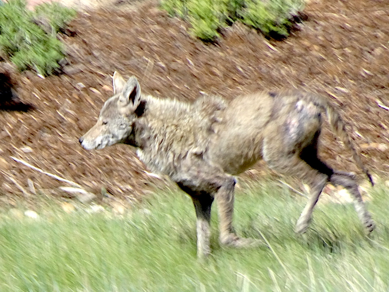 Coyote