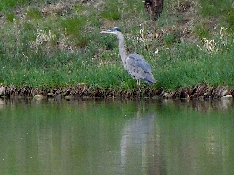 Heron