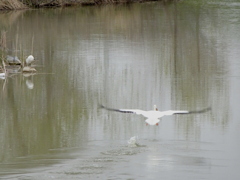 Pelican Takeoff