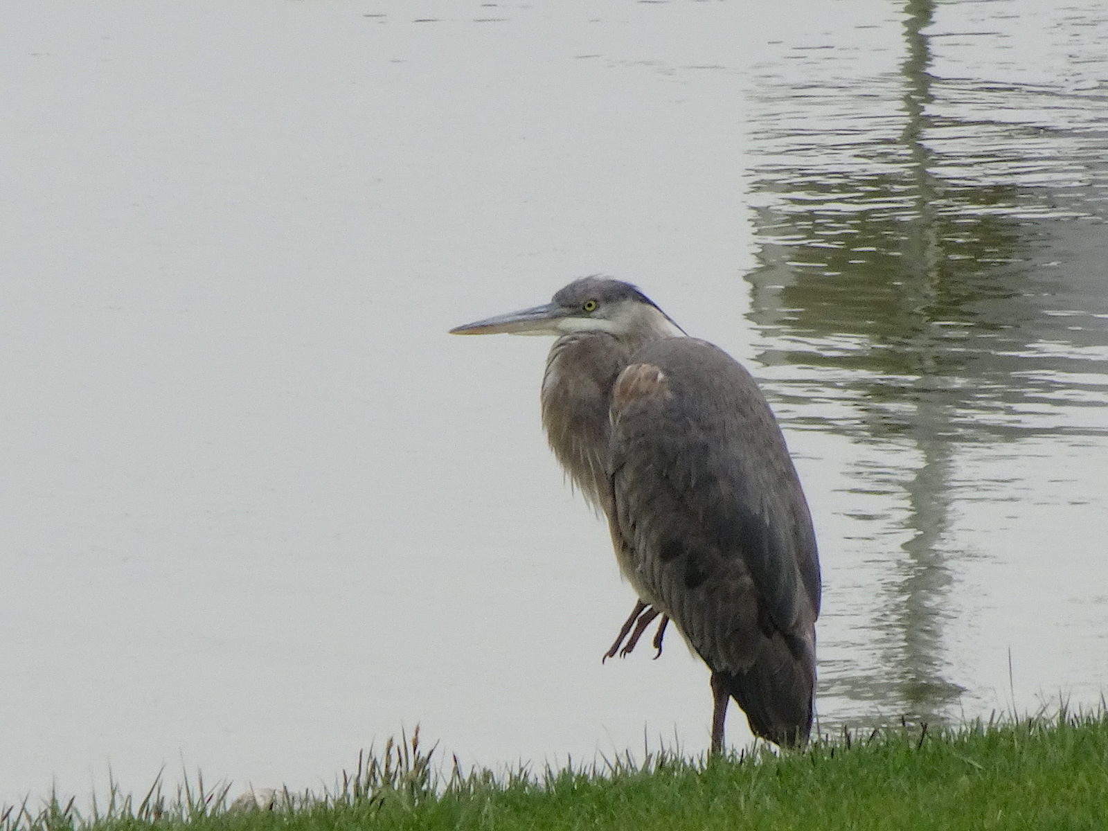 Heron