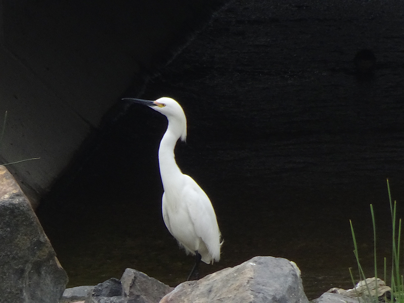 Egret