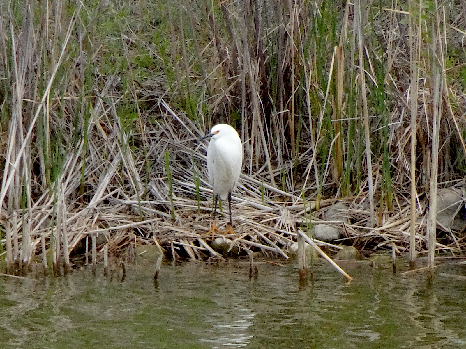 Egret