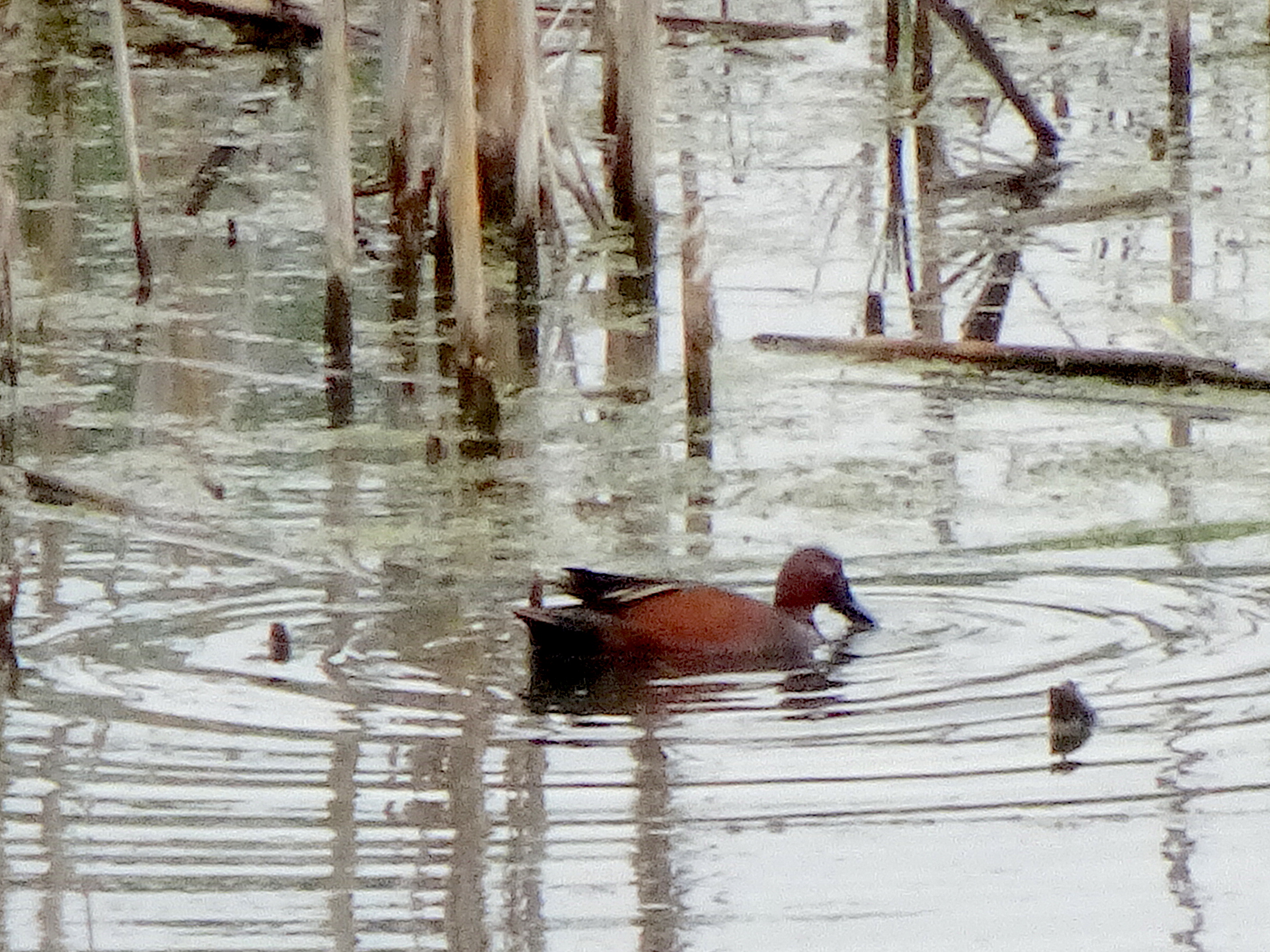Cinnamon Teal