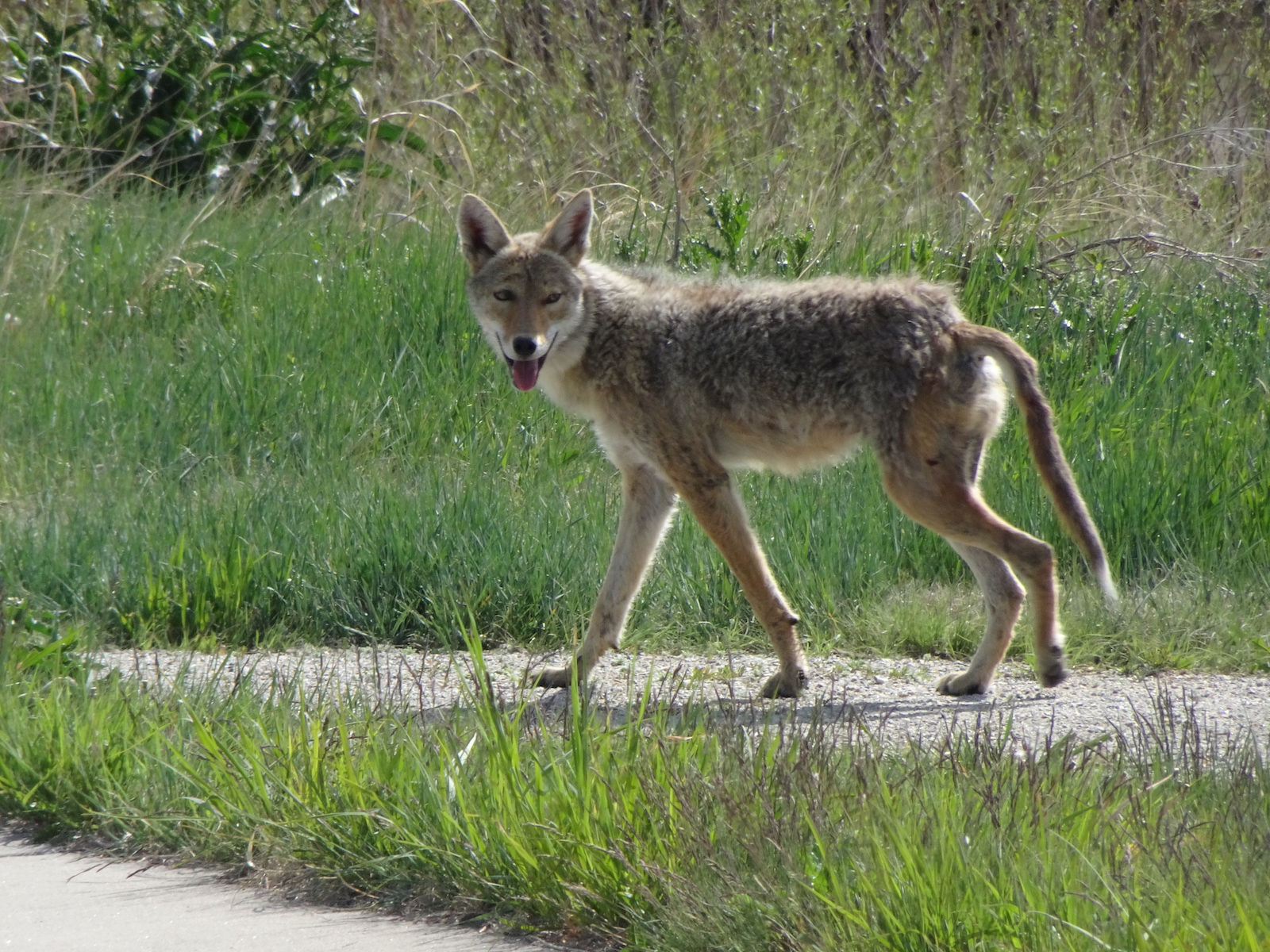 Coyote_A