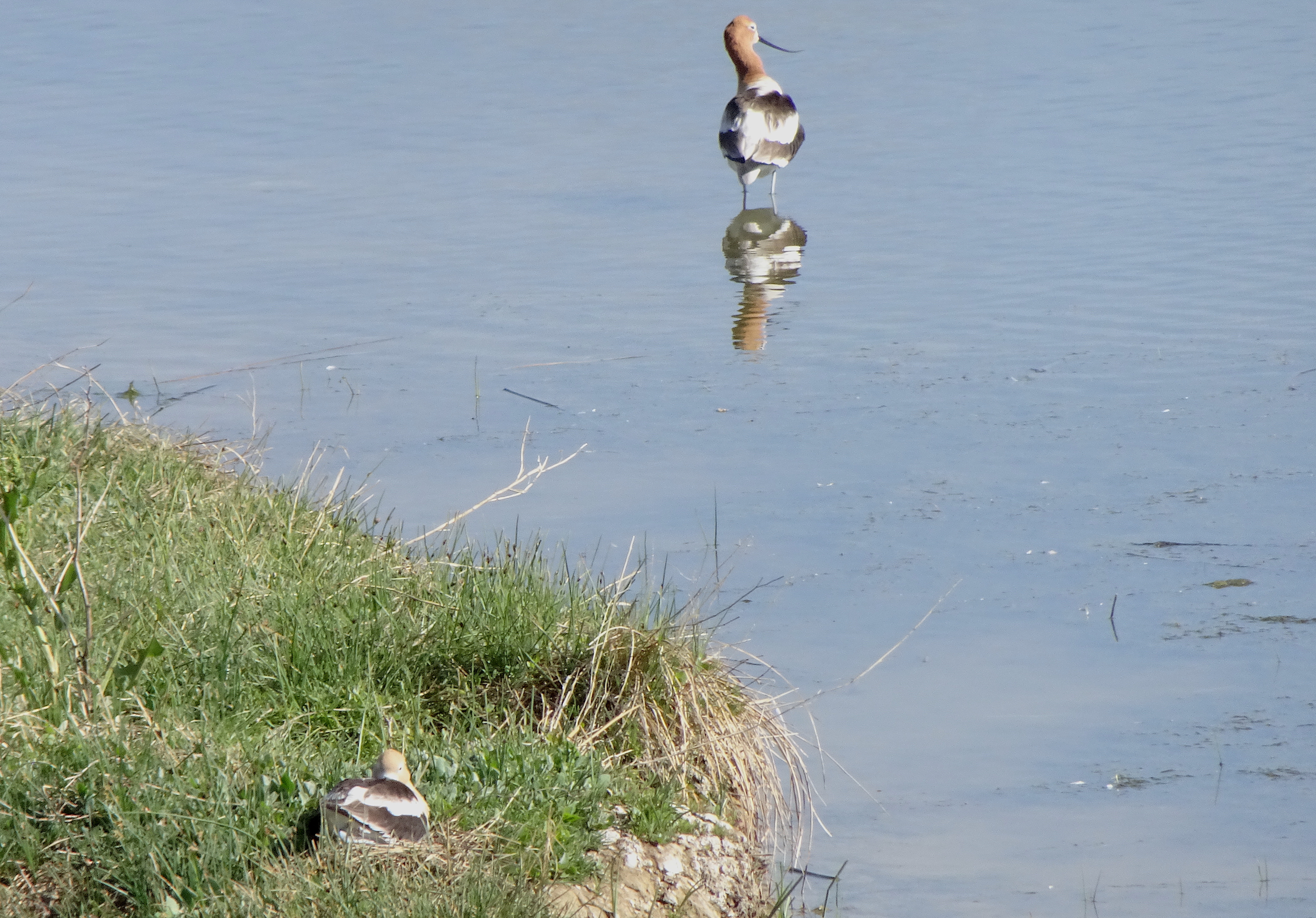 Avocet Nest and Lookout