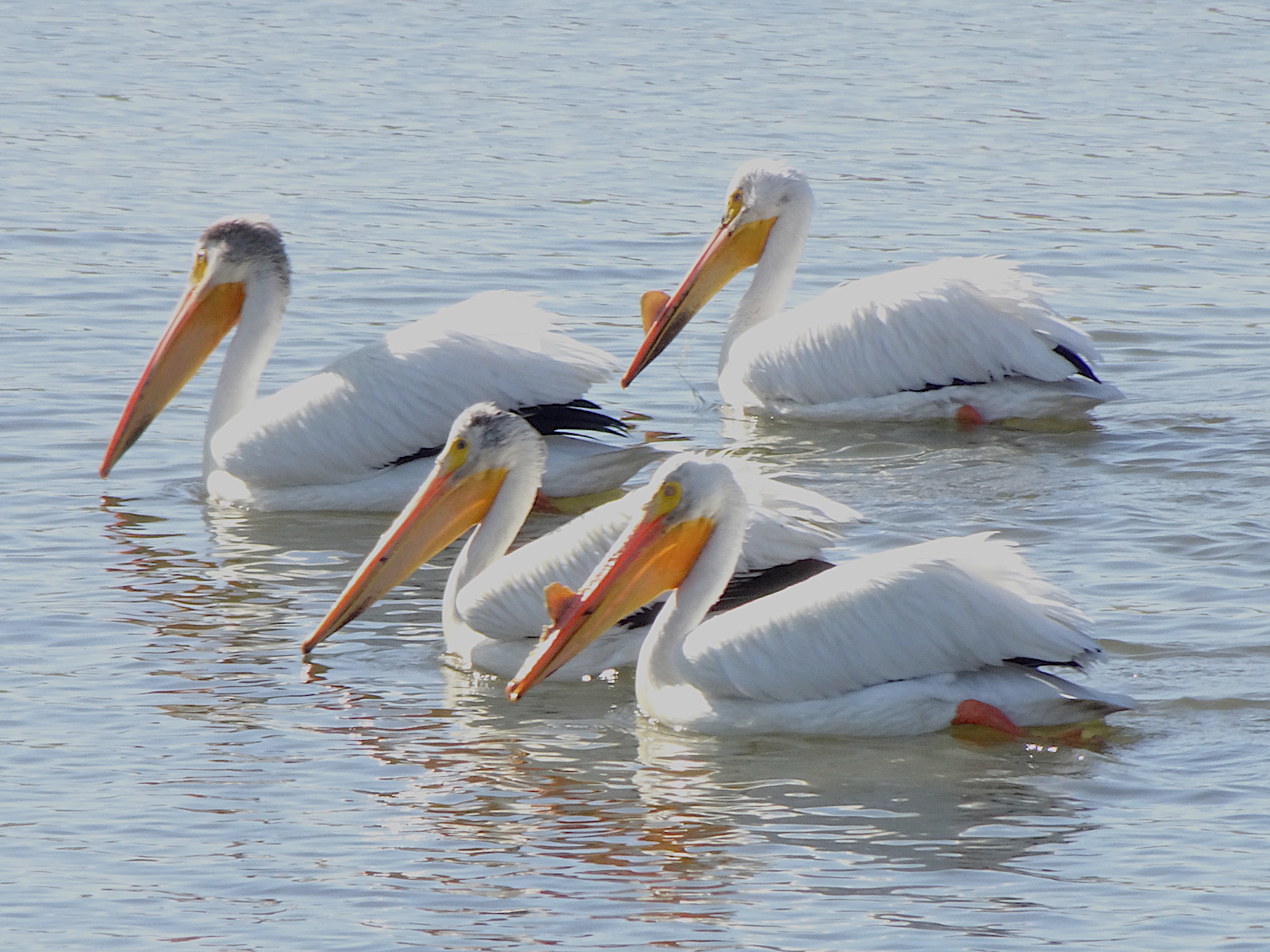 Pelicans-6
