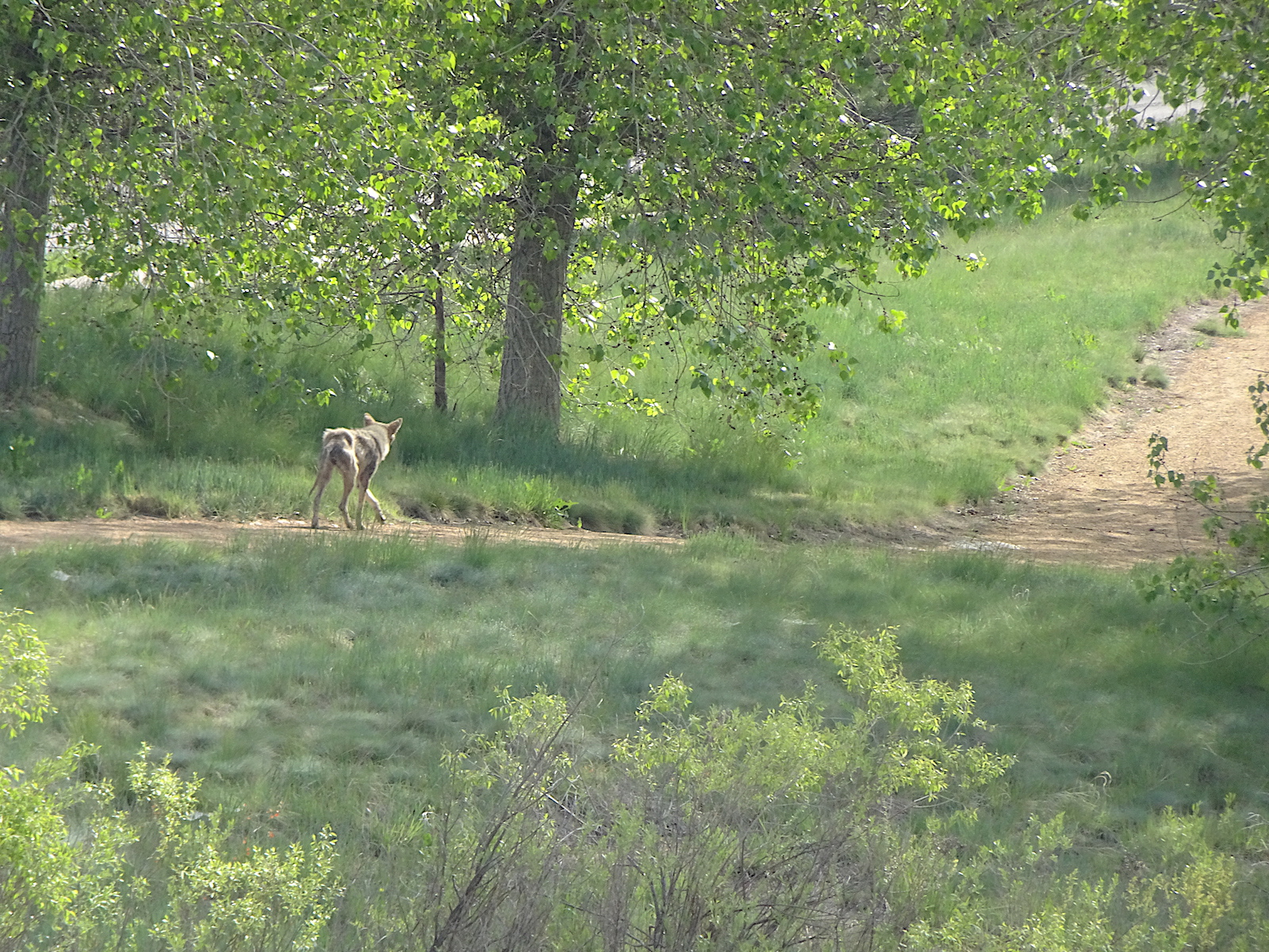 Coyote Stroll