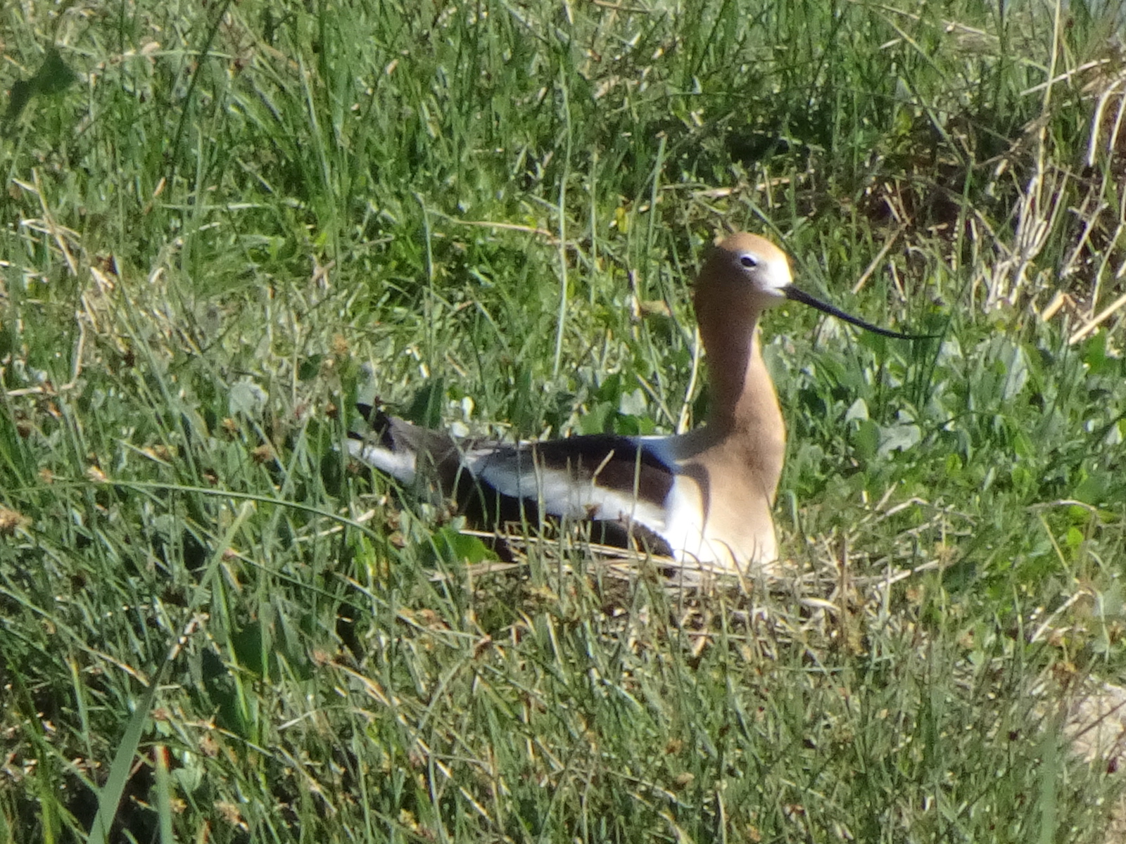Avocet Nest