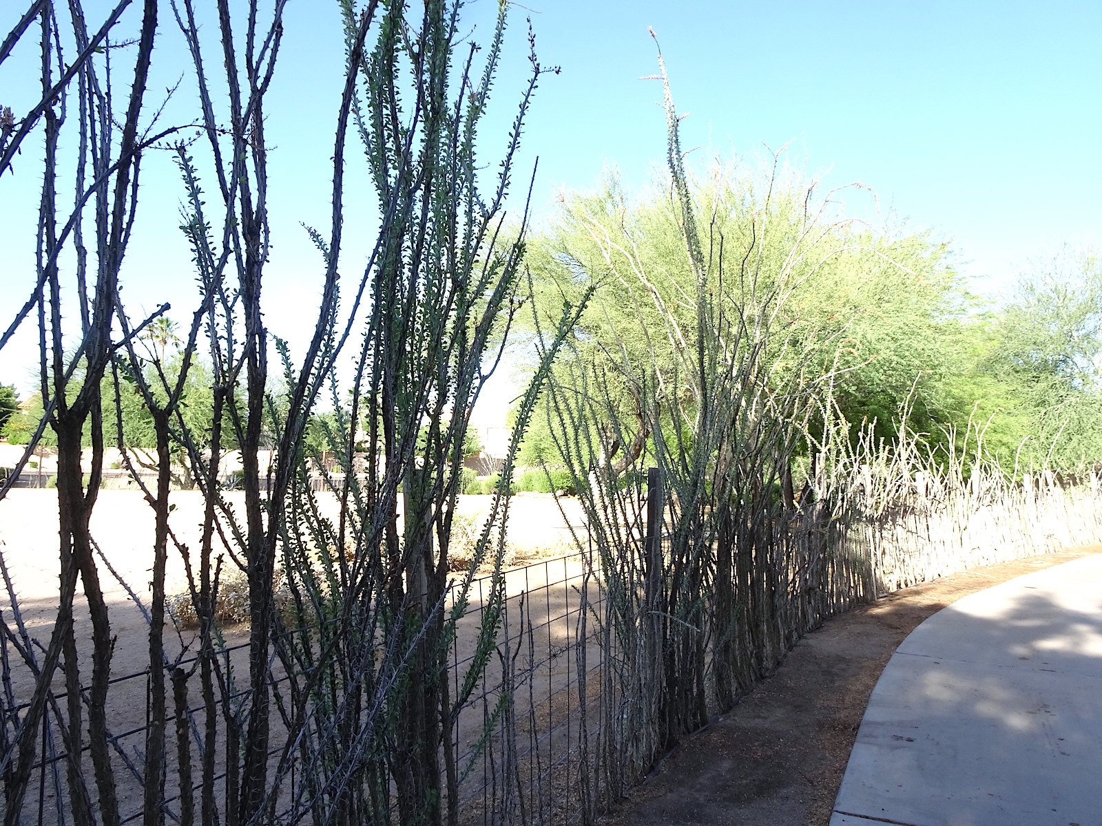 Ocitillo Fence