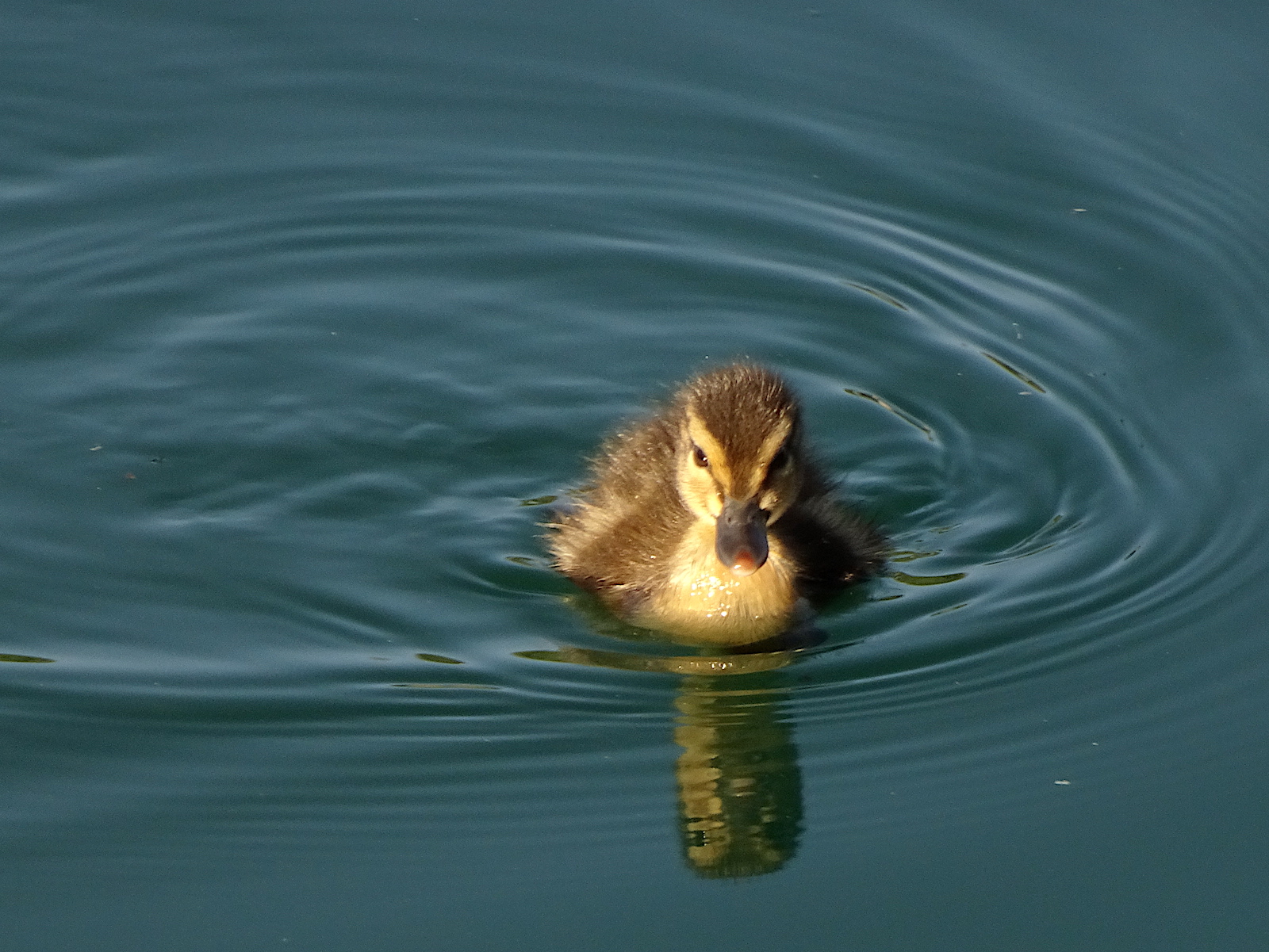 duckling