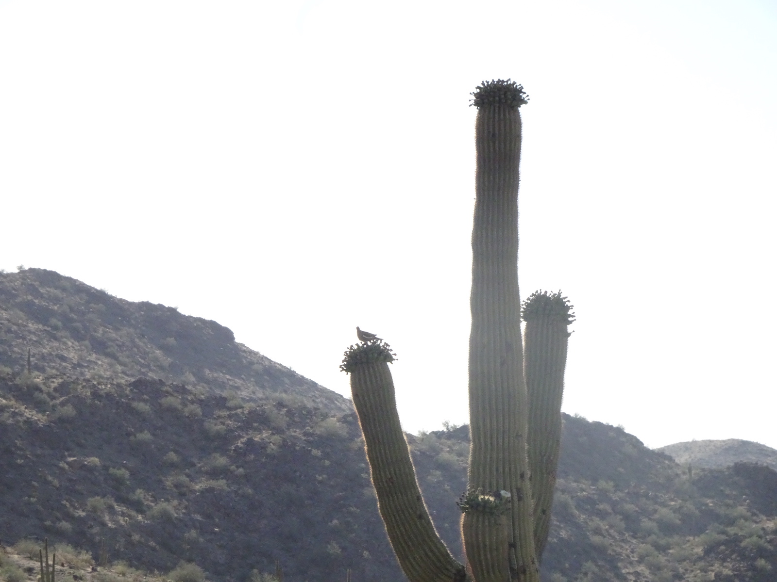 cactus_dove