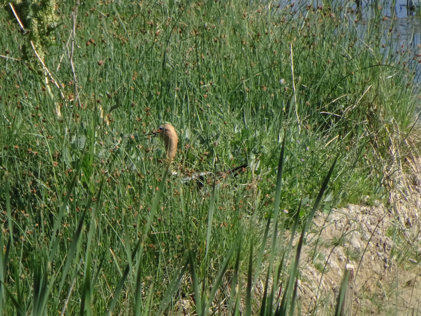 Avocet still on nest