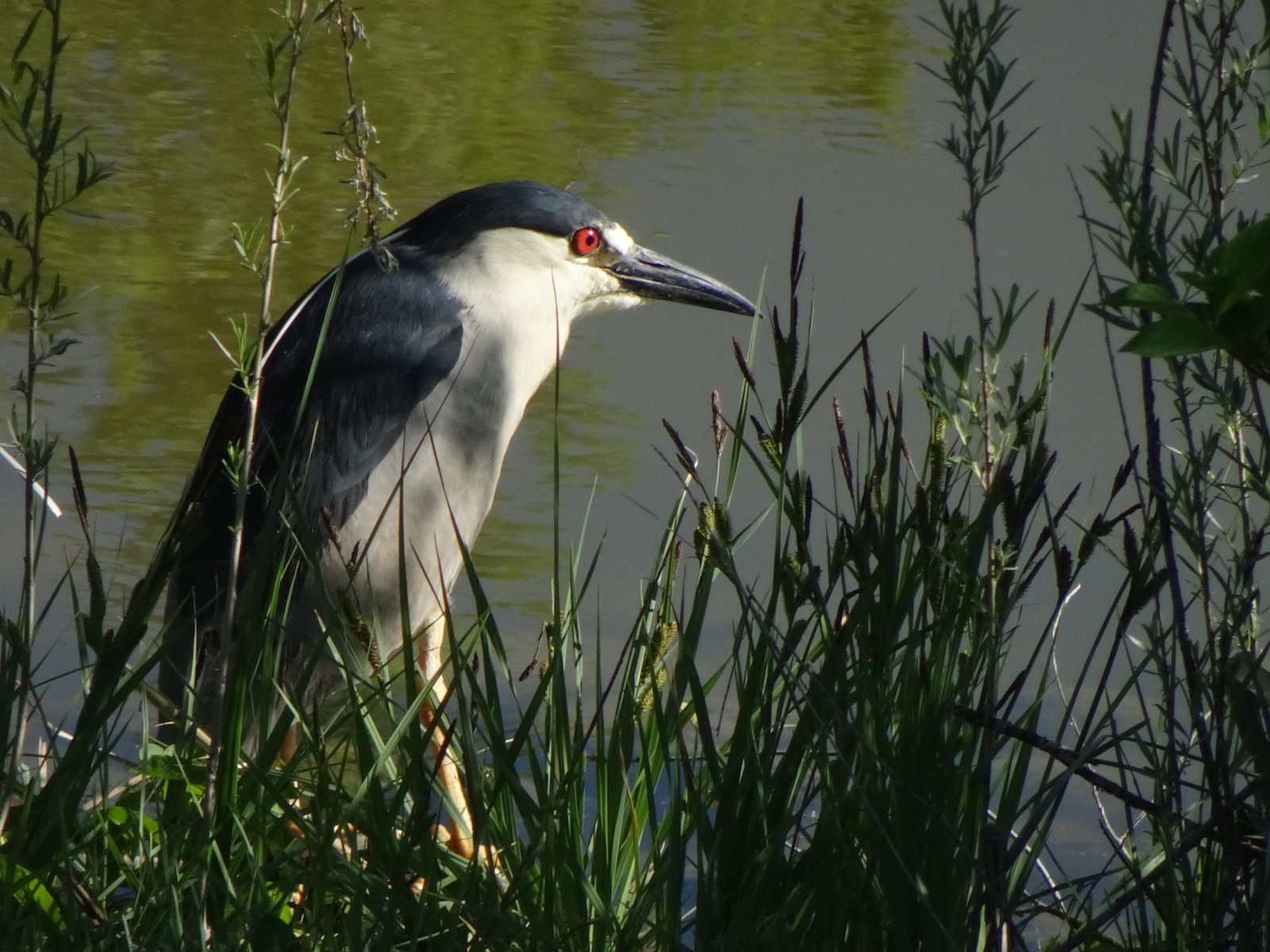night heron