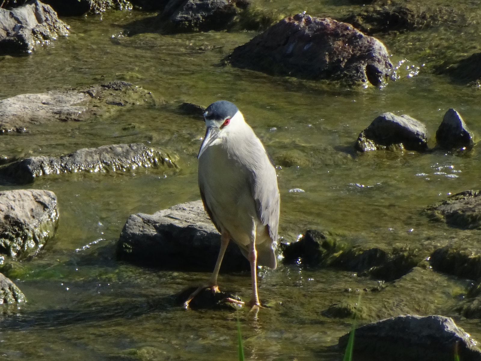 night heron