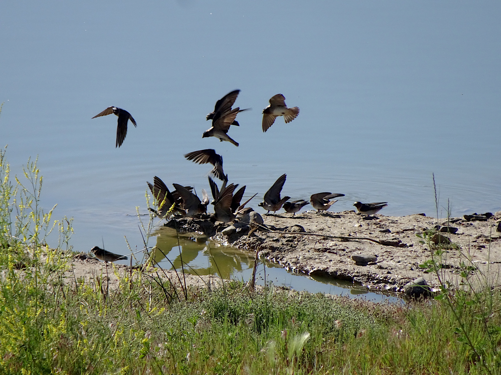 Swallows collecting nest mud