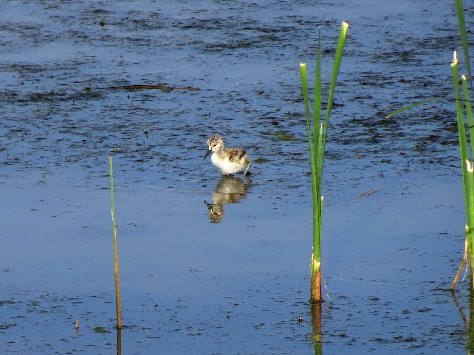 avocet chick