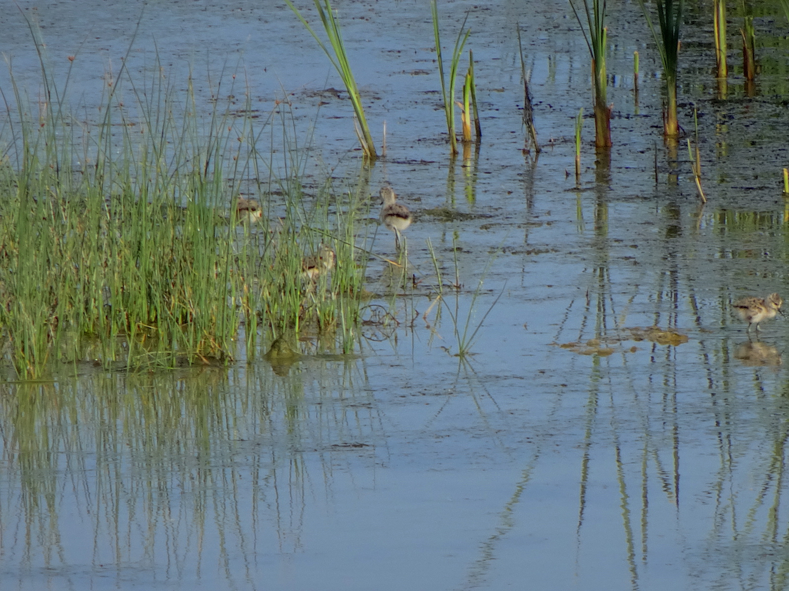 Avocet chicks